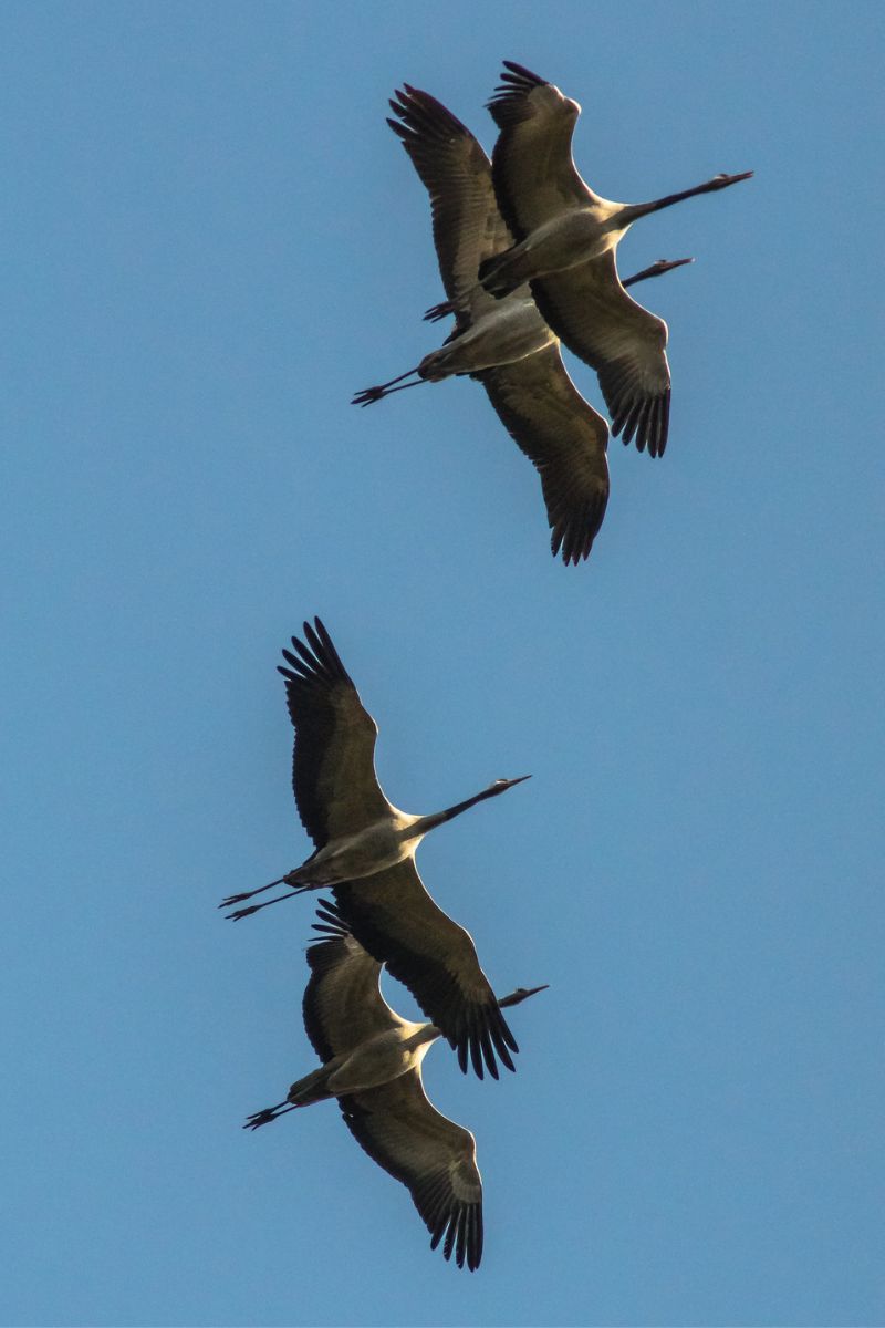 Kraniche (Grus grus) im Flug, (c) Udo Krupka/NABU-naturgucker.de