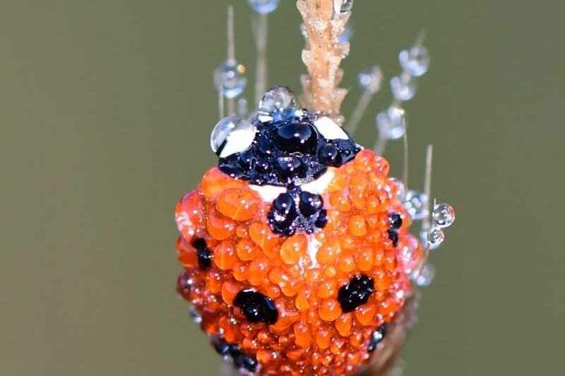 Siebenpunkt-Marienkäfer (Coccinella septempunctata), (c) Andre Fischer/NABU-naturgucker.de
