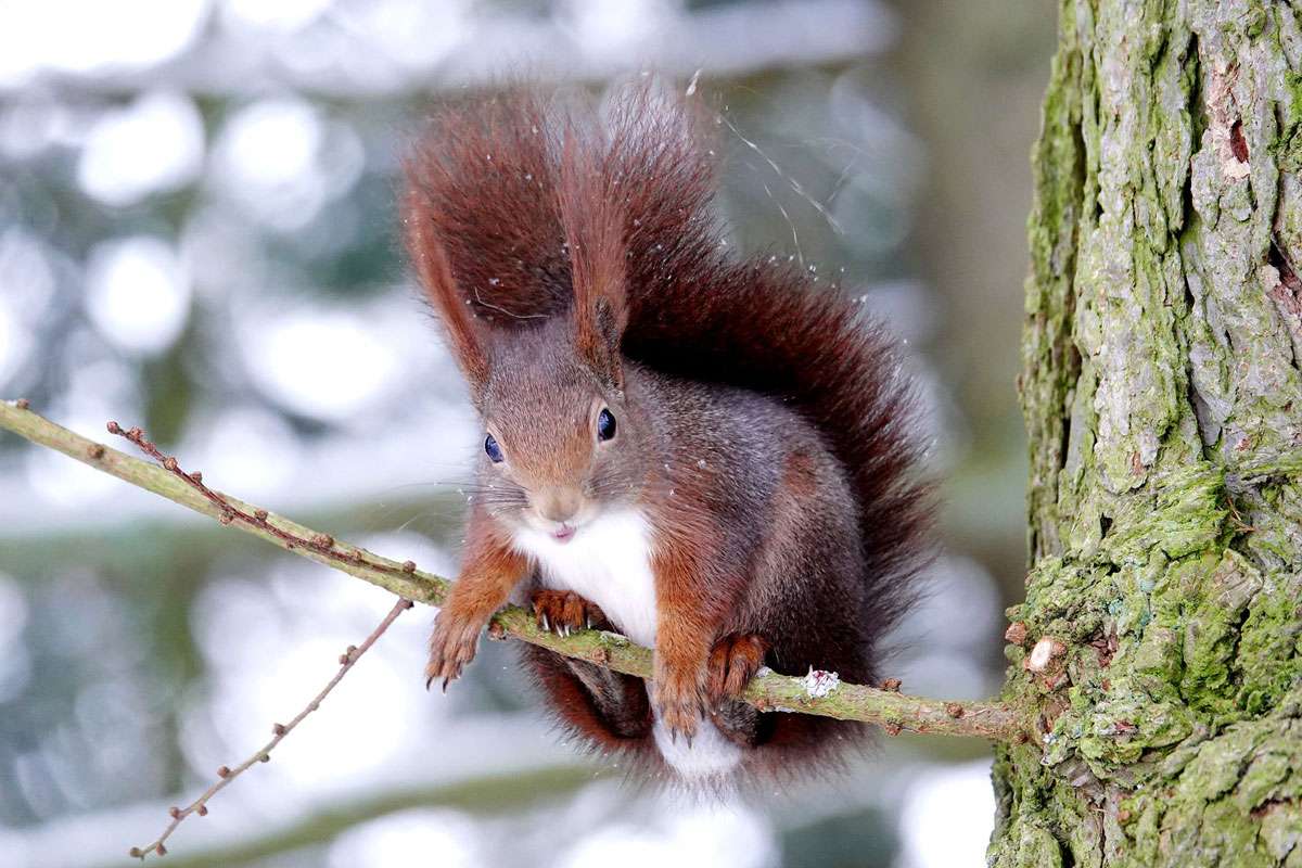 Eichhörnchen (Sciurus vulgaris), (c) Birgit Lüdemann/NABU-naturgucker.de