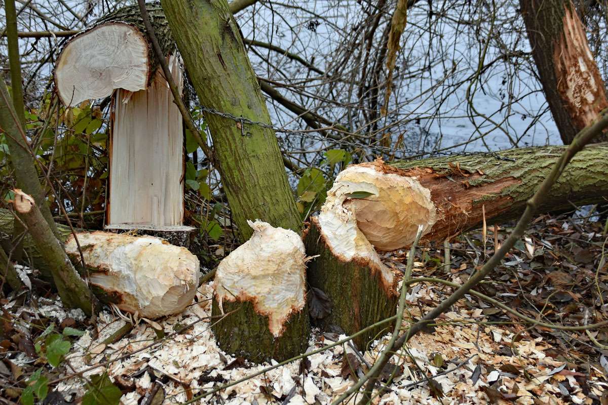 Biber-Fraßspuren, (c) Hans Schwarting/NABU-naturgucker.de