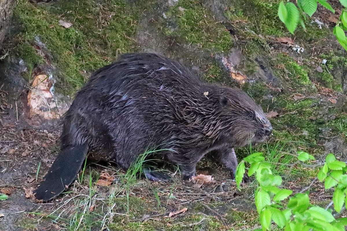 Europäischer Biber (Castor fiber), (c) Jens Winter/NABU-naturgucker.de