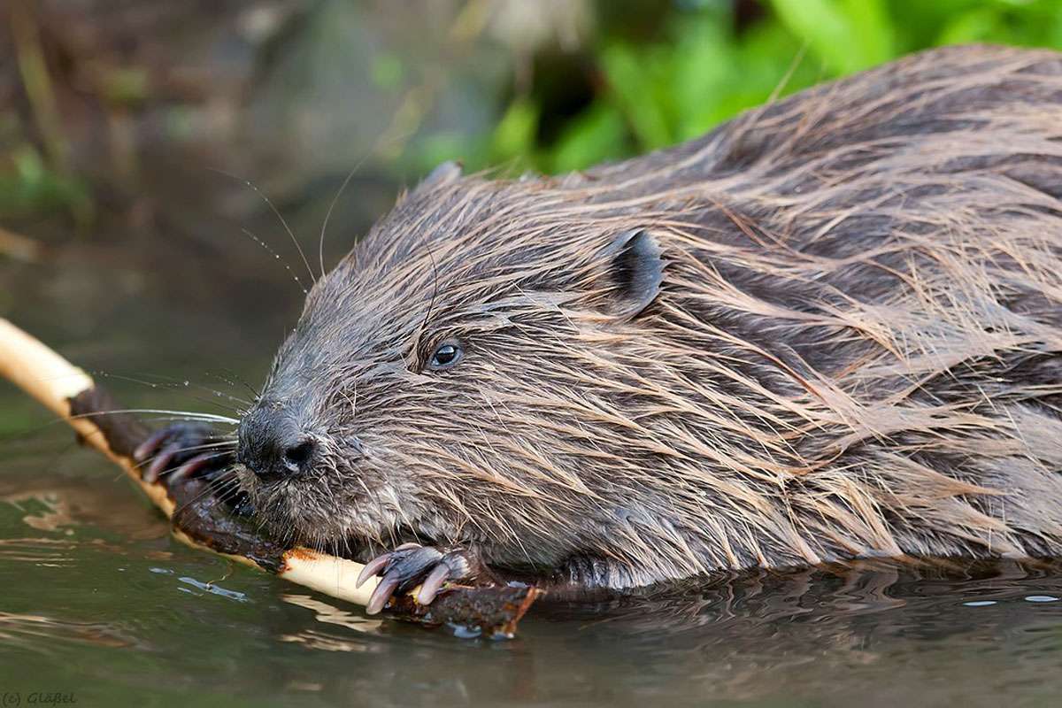 Europäischer Biber (Castor fiber), (c) Markus Gläßel/NABU-naturgucker.de