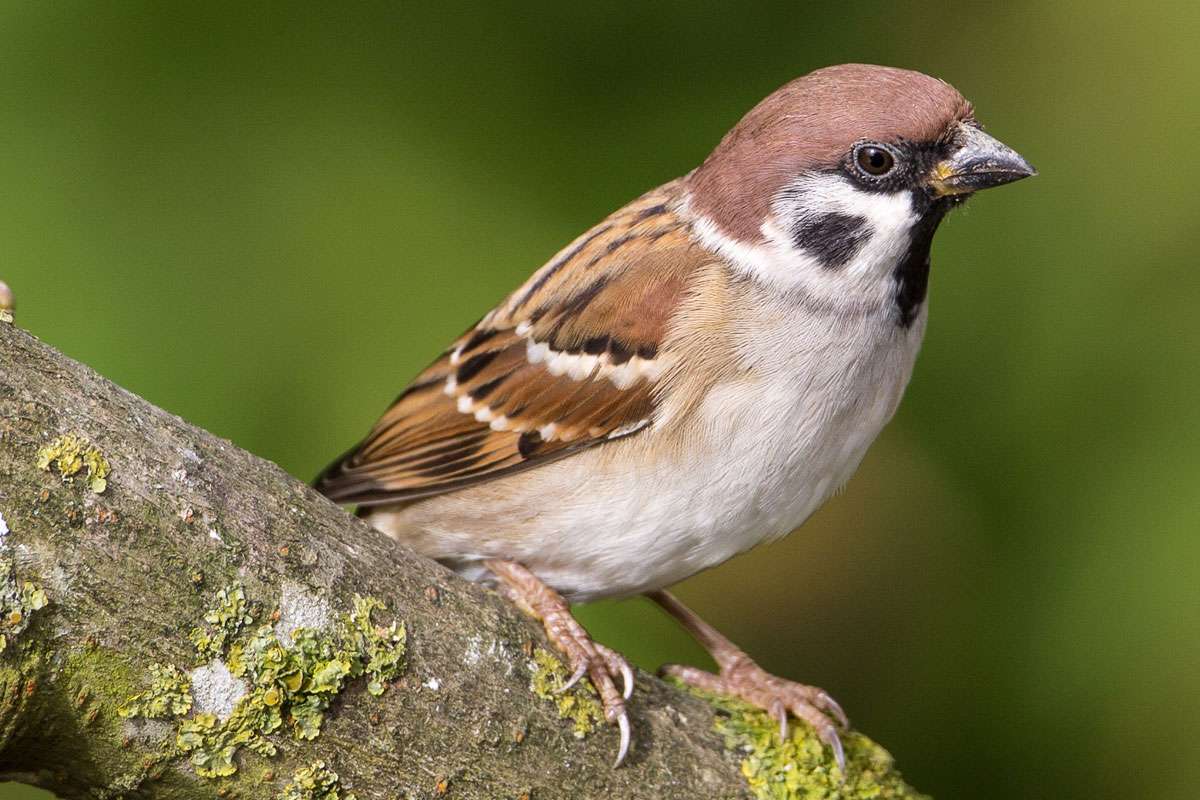 Feldsperling (Passer montanus), (c) Franz Rothenhäusler/NABU-naturgucker.de