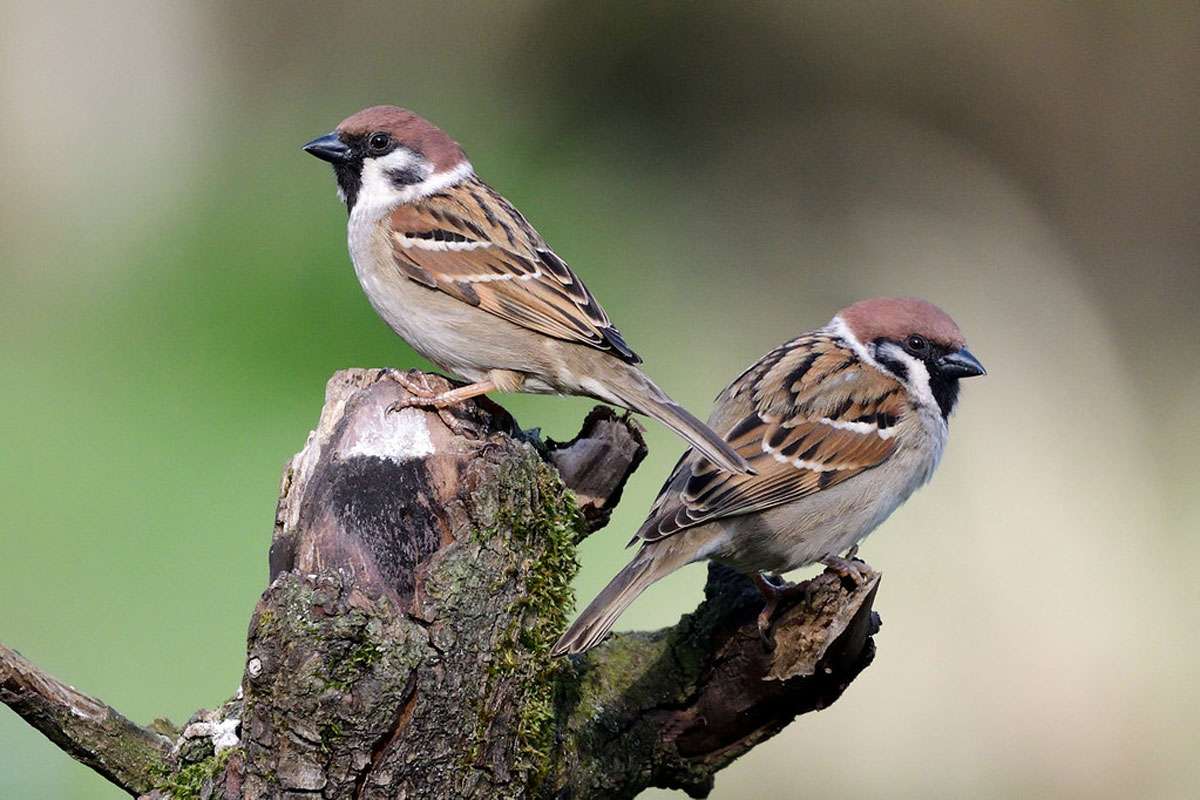 Feldsperling (Passer montanus), (c) Peter Trentz/NABU-naturgucker.de