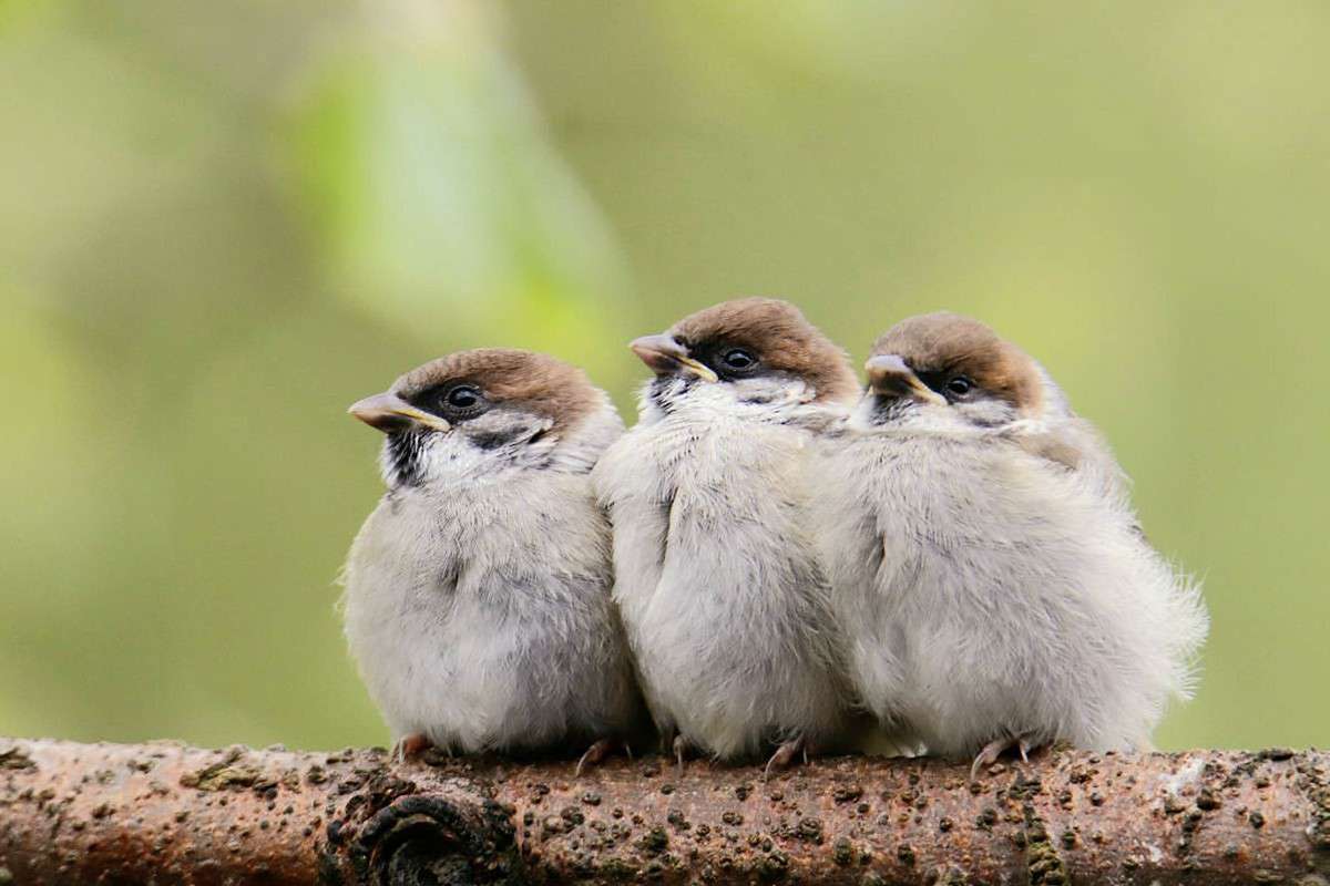 Junge Feldsperlinge (Passer montanus), (c) Sabine Löwer/NABU-naturgucker.de