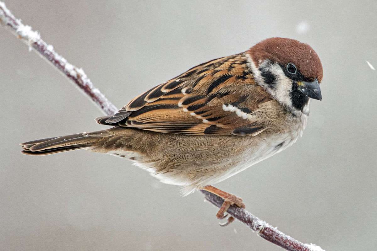 Feldsperling (Passer montanus), (c) Ulrich Sach/NABU-naturgucker.de