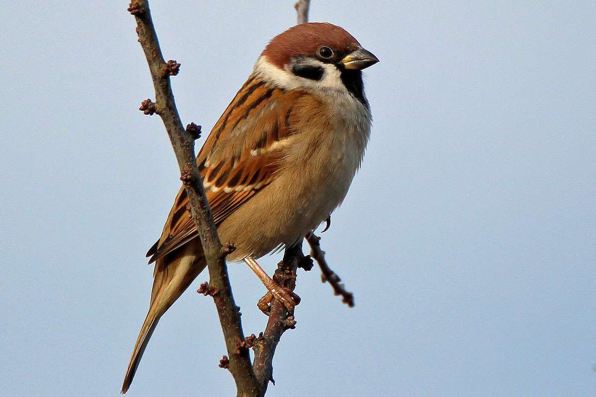 Feldsperling (Passer montanus), (c) Ursula Spolders/NABU-naturgucker.de