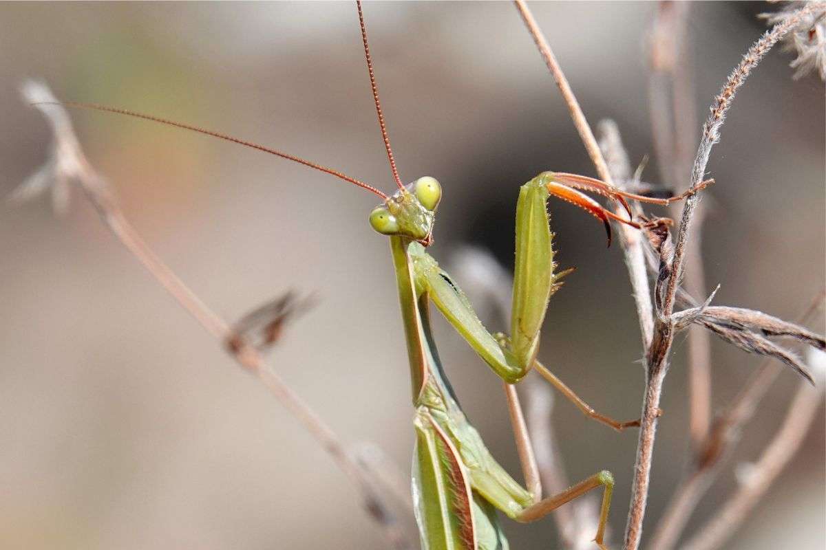 Gottesanbeterin (Mantis religiosa), (c) Jens Winter/NABU-naturgucker.de