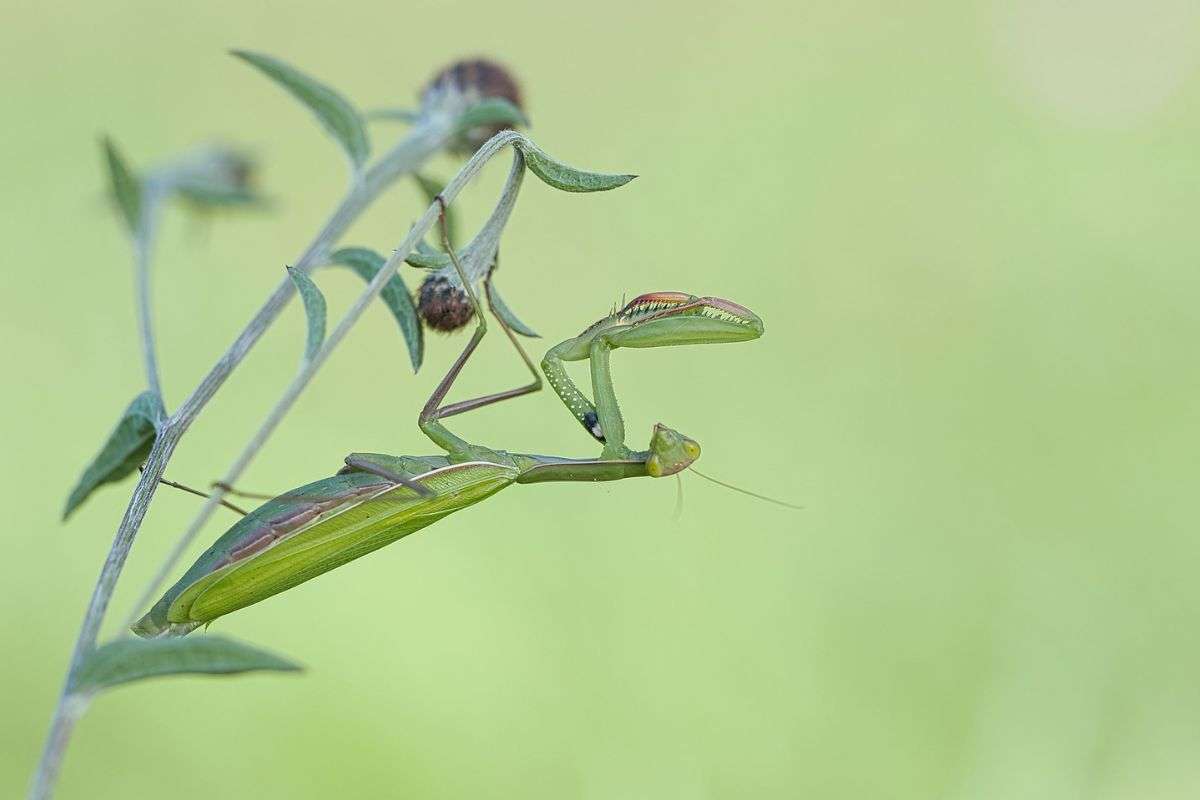 Gottesanbeterin (Mantis religiosa), (c) Martina Limprecht/NABU-naturgucker.de