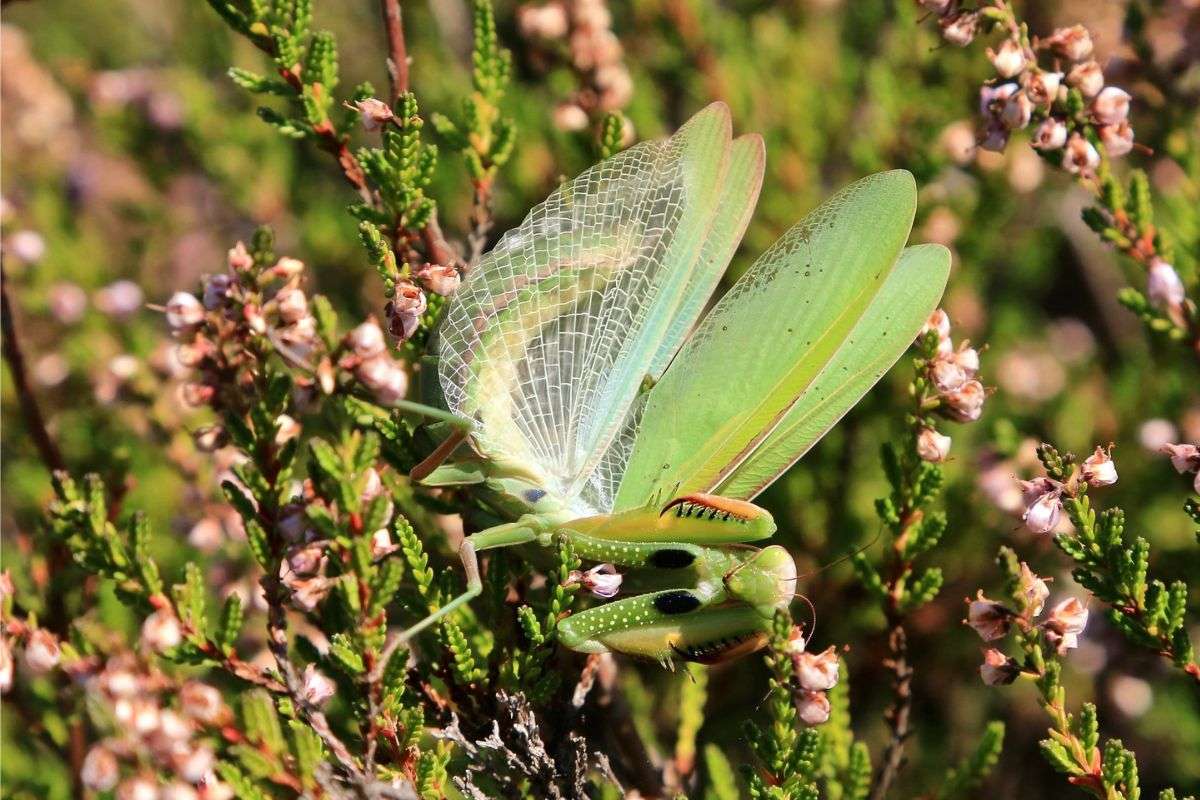 Gottesanbeterin (Mantis religiosa) in Drohstellung, (c) Wolfgang Patczowsky/NABU-naturgucker.de