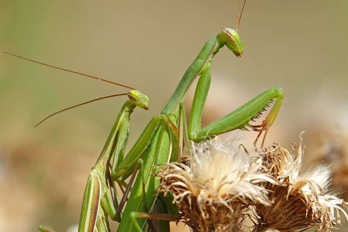 Gottesanbeterinnen (Mantis religiosa) bei der Paarung, (c) Jens Winter/NABU-naturgucker.de