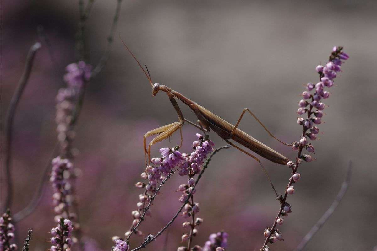 Gottesanbeterin (Mantis religiosa) in brauner Farbvariante, (c) Wolfgang_Gordziel/NABU-naturgucker.de