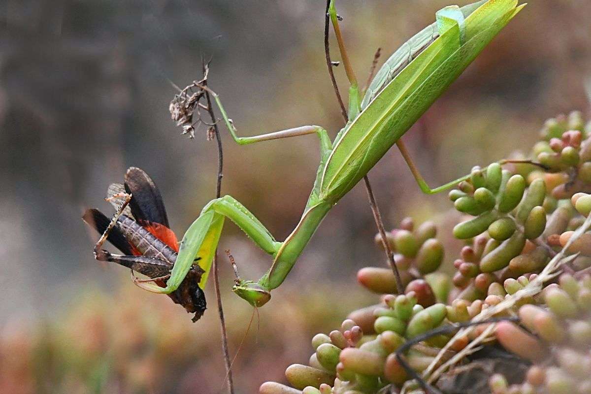 Gottesanbeterin (Mantis religiosa) frisst rotflügelige Ödlandschrecke, (c) Karin Meier/NABU-naturgucker.de