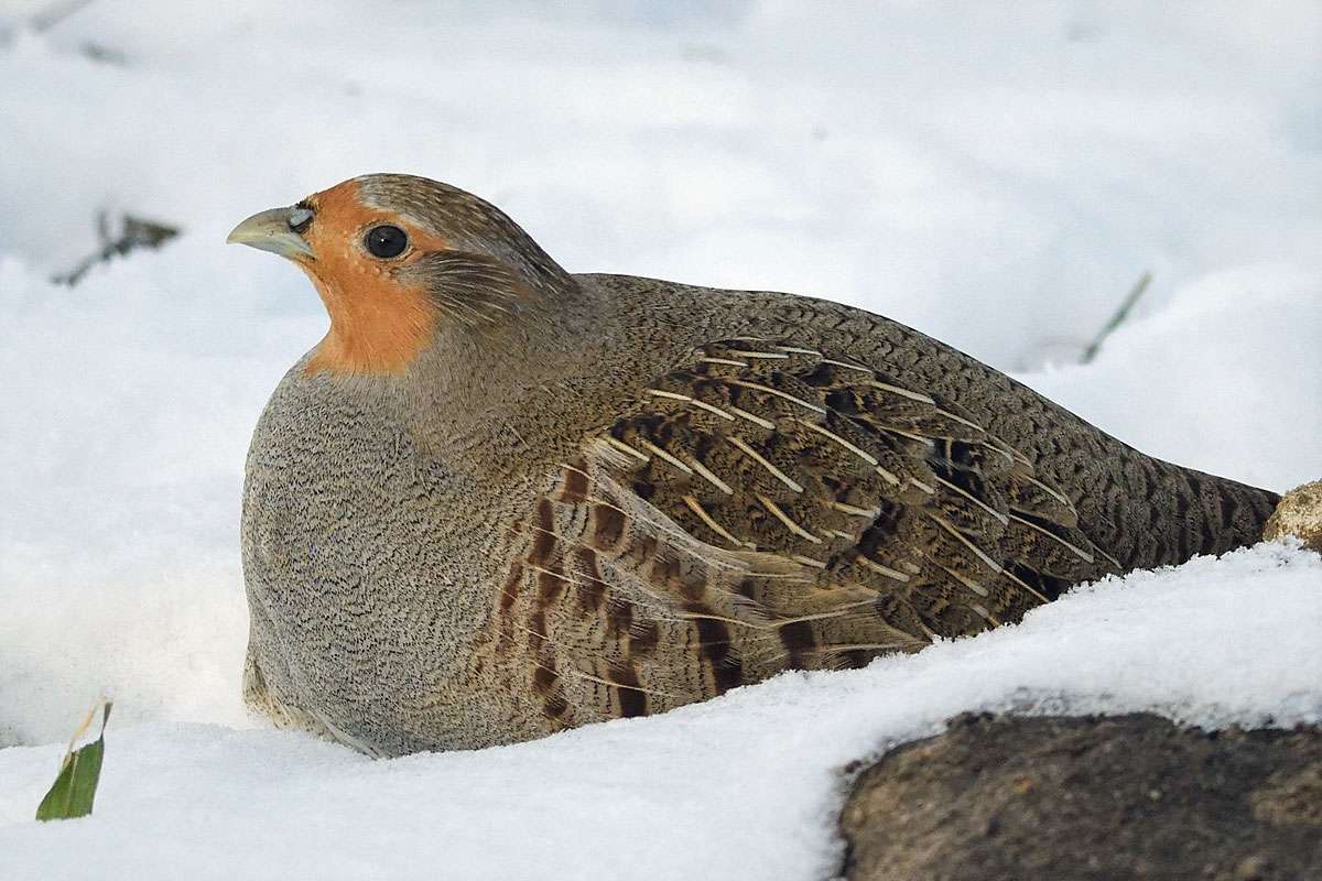 Rebhuhn (Perdix perdix), (c) Frank Hartmann/NABU-naturgucker.de