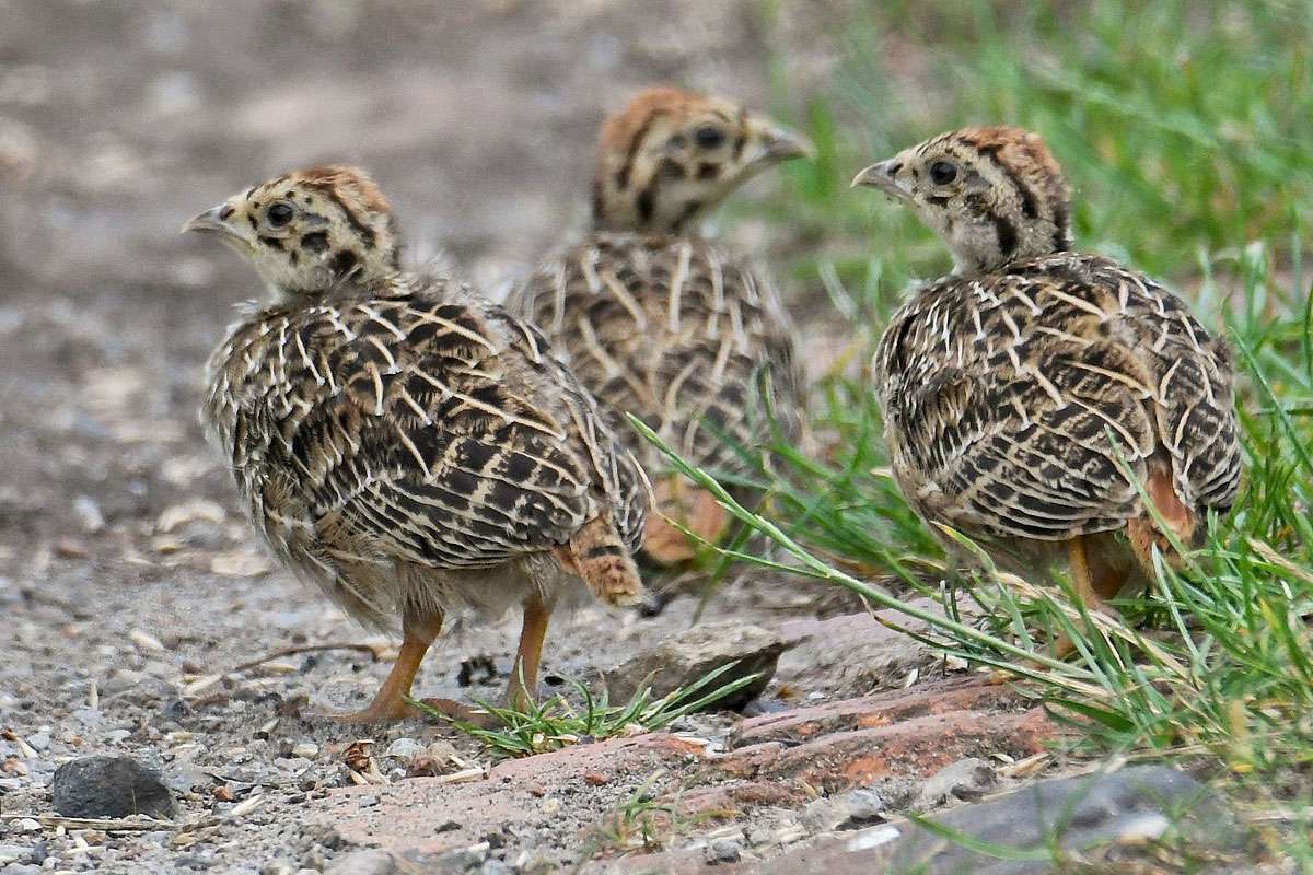 Junge Rebhühner (Perdix perdix), (c) Rolf Jantz/NABU-naturgucker.de