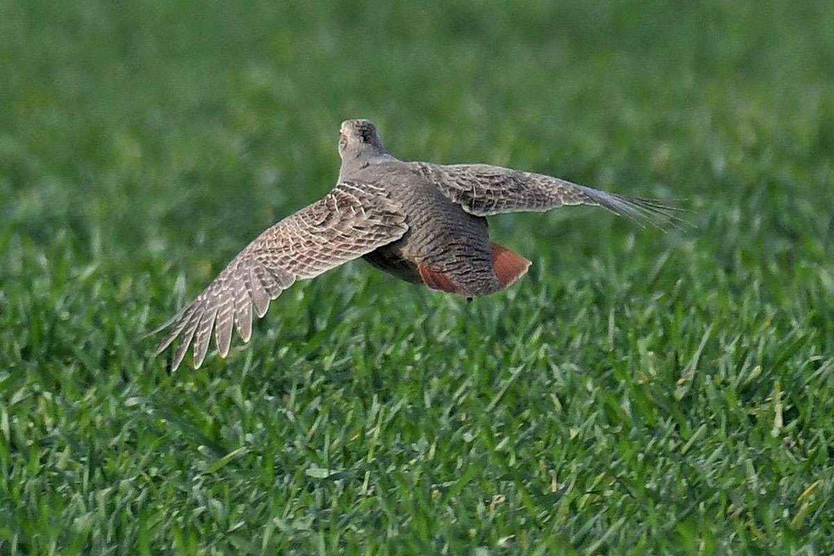 Rebhuhn (Perdix perdix), (c) Rolf Jantz/NABU-naturgucker.de