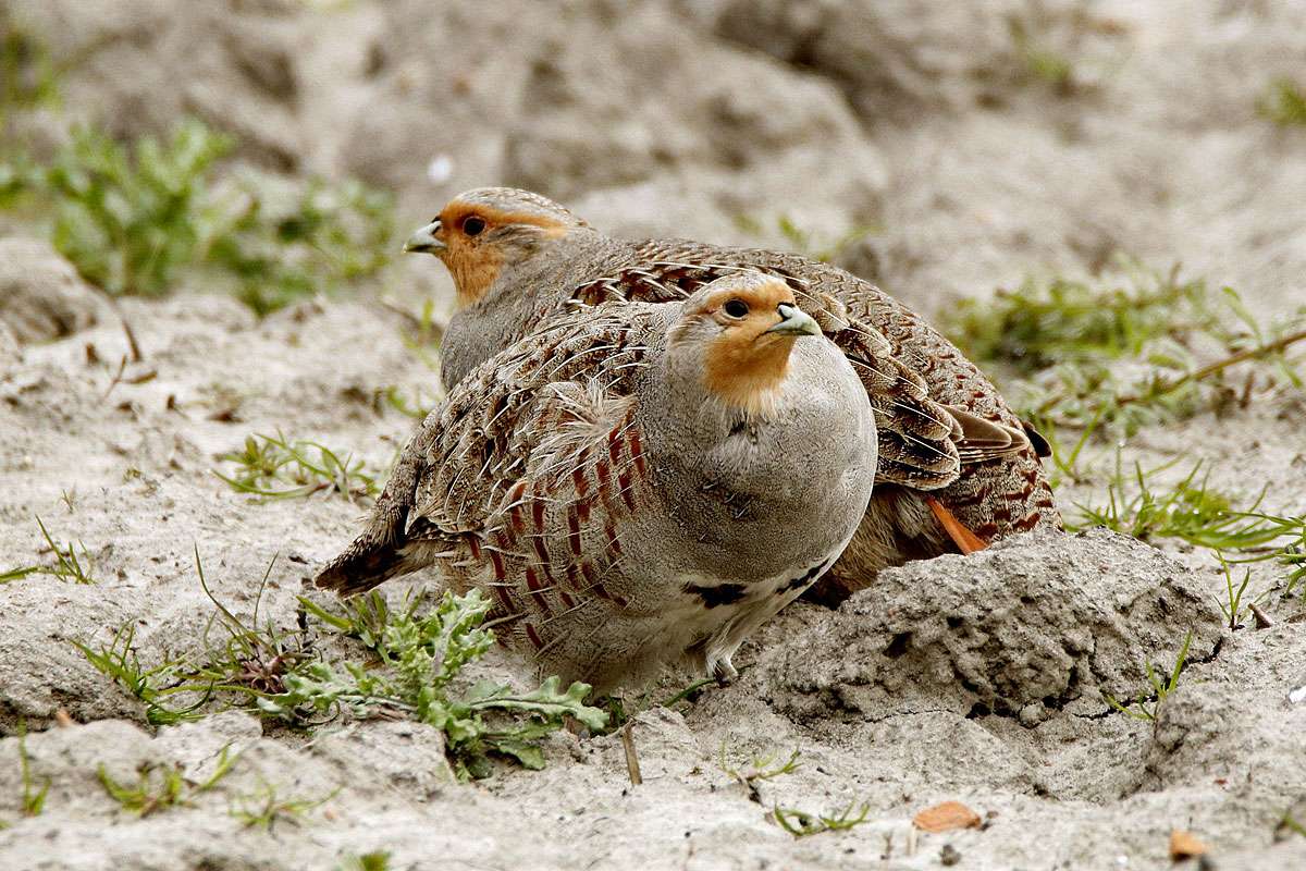 Rebhühner (Perdix perdix), (c) Ursula Spolders/NABU-naturgucker.de