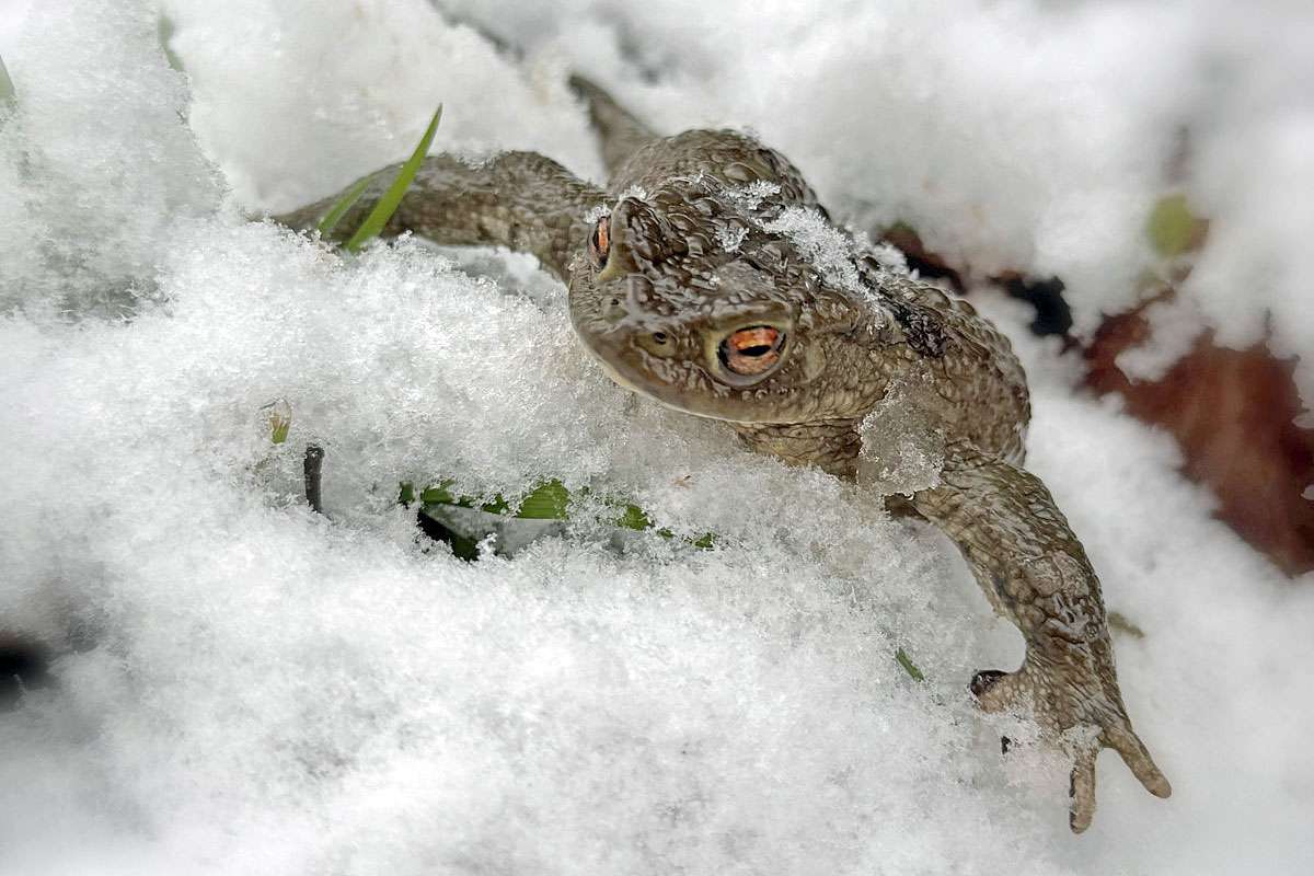 Erdkröte (Bufo bufo) im Schnee am 13.02.2025 in Baden-Württemberg, (c) Antje Schultner/NABU-naturgucker.de