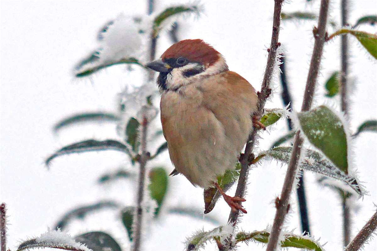 Feldsperling (Passer montanus), (c) Gudrun Knoth/NABU-naturgucker.de