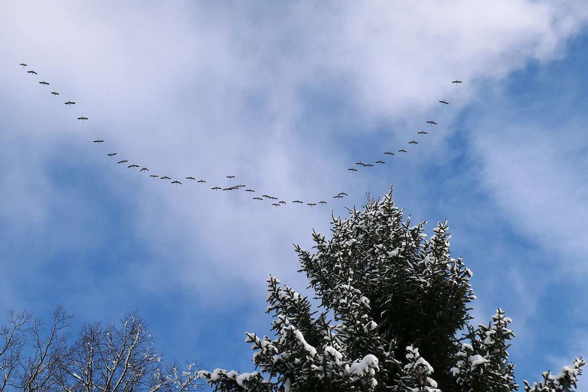 Nach Nordosten ziehende Kraniche (Grus grus) am 14.02.2025 über Berlin, (c) Kaija Pikarinen/NABU-naturgucker.de