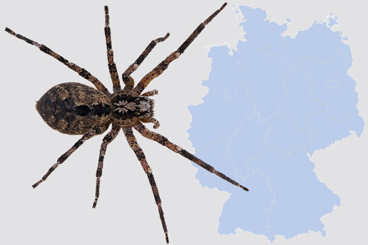 Die Nosferatu-Spinne (Zoropsis spinimana) hat sich in Deutschland ausgebreitet; Spinne (c) Andreas Deppermann/NABU-naturgucker.de