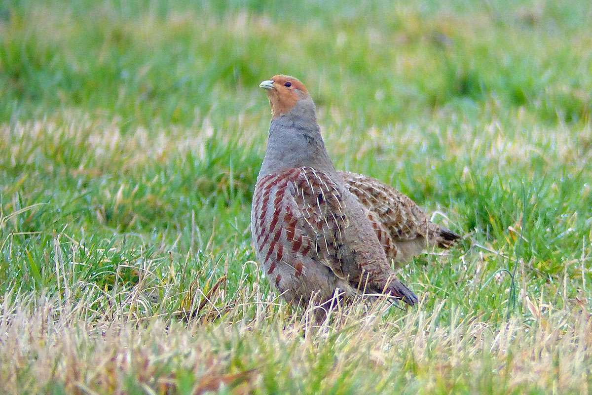 Rebhühner (Perdix perdix), (c) Volker Saß/NABU-naturgucker.de