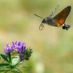 Das Taubenschwänzchen (Macroglossum stellatarum) gehört zu den tagaktiven Nachtfaltern, (c) Patrick Helpap/NABU-naturgucker.de