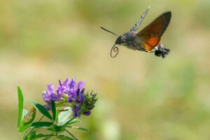 Das Taubenschwänzchen (Macroglossum stellatarum) gehört zu den tagaktiven Nachtfaltern, (c) Patrick Helpap/NABU-naturgucker.de