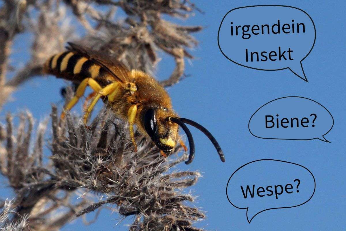 Was ist das? – Eine Gelbbinden-Furchenbiene (Halictus scabiosae), (c) Gaby Schulemann-Maier/NABU-naturgucker.de