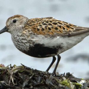 Alpenstrandläufer (Calidris alpina), (c) Hartmut Glinkemann/NABU-naturgucker.de