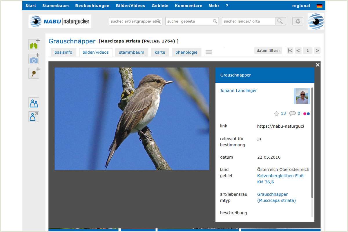 Bestimmungsrelevantes Bild im Meldeportal von NABU|naturgucker