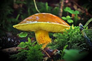 Der Gold-Röhrling (Suillus grevillei) geht eine Partnerschaft mit der Europäischen Lärche (Larix decidua) ein, (c) Ulf Simon/NABU-naturgucker.de
