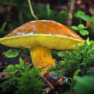 Der Gold-Röhrling (Suillus grevillei) geht eine Partnerschaft mit der Europäischen Lärche (Larix decidua) ein, (c) Ulf Simon/NABU-naturgucker.de