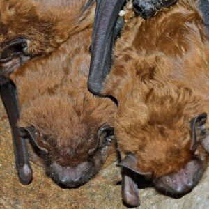 Großer Abendsegler (Nyctalus noctula), (c) Hans Schwarting/NABU-naturgucker.de