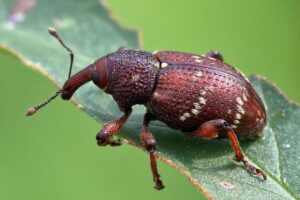 Rostbrauner Blutweiderich-Rüssler (Hylobius transversovittatus), (c) Axel Schallwich/NABU-naturgucker.de