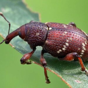 Rostbrauner Blutweiderich-Rüssler (Hylobius transversovittatus), (c) Axel Schallwich/NABU-naturgucker.de