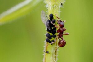Rote Gartenameise (Myrmica rubra) hütet Blattläuse, (c) Ursula Spolders/NABU-naturgucker.de