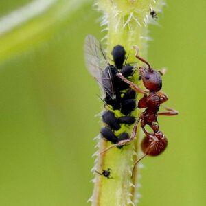 Rote Gartenameise (Myrmica rubra) hütet Blattläuse, (c) Ursula Spolders/NABU-naturgucker.de