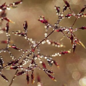 Rotes Straußgras (Agrostis capillaris), (c) Gerwin Bärecke/NABU-naturgucker.de
