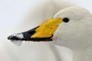 Singschwan (Cygnus cygnus), (c) Andreas Schäfferling/NABU-naturgucker.de