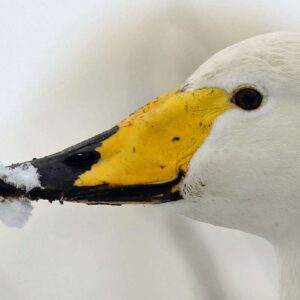 Singschwan (Cygnus cygnus), (c) Andreas Schäfferling/NABU-naturgucker.de