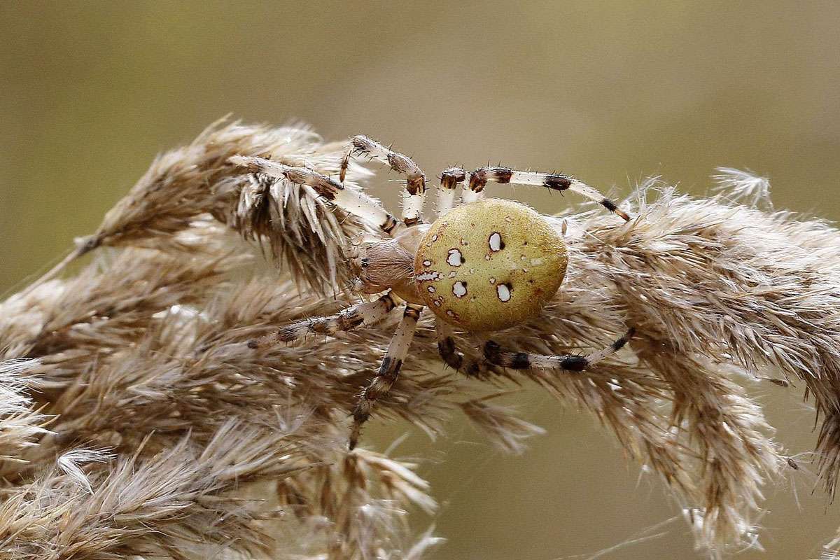 Vierfleck-Kreuzspinne (Araneus quadratus), (c) Armin Teichmann/NABU-naturgucker.de