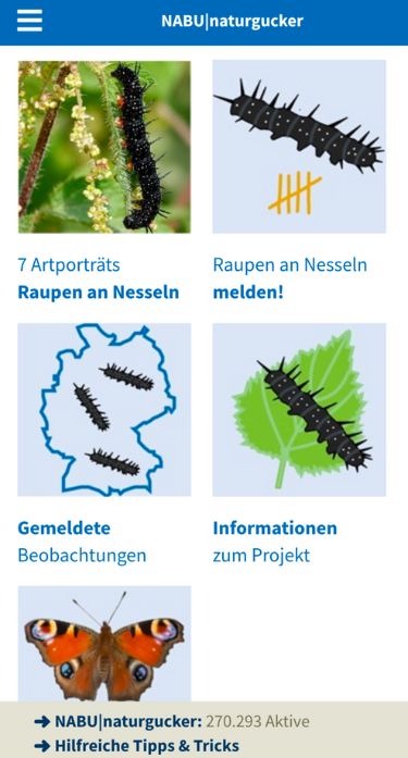 Übersicht der Aktionsseite "Brennnesseln und ihre Raupen"