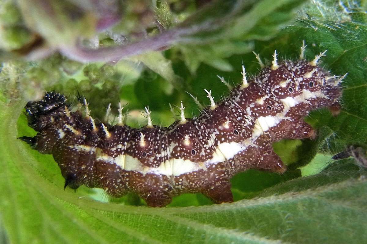 Raupe des Admirals (Vanessa atalanta), (c) Martina Möllenkamp/NABU-naturgucker.de
