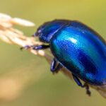 Blauer Minzen-Blattkäfer (Chrysolina coerulans), (c) Hans Leunig/NABU-naturgucker.de
