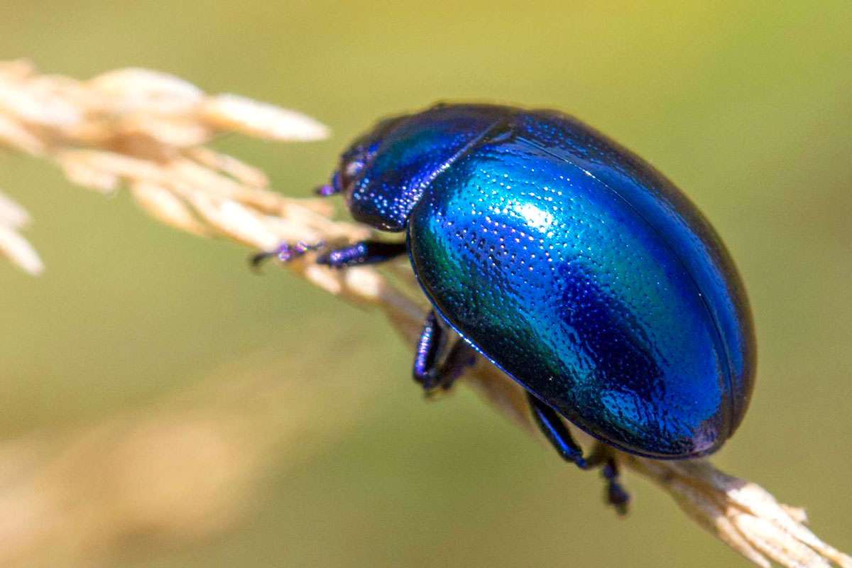 Blauer Minzen-Blattkäfer (Chrysolina coerulans), (c) Hans Leunig/NABU-naturgucker.de