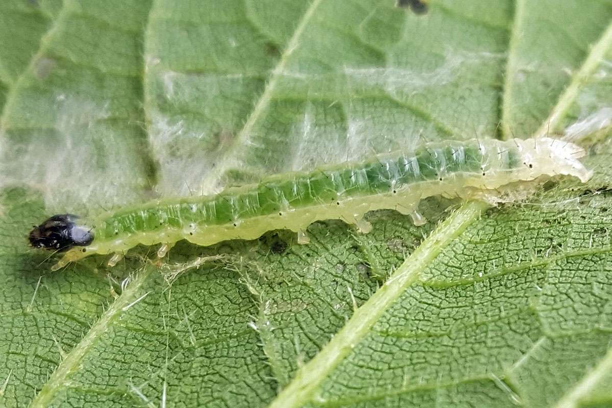 Raupe des Brennnesselzünslers (Anania hortulata), (c) Heidemarie Wagner/NABU-naturgucker.de