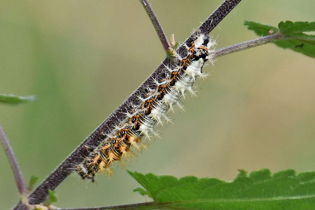 Raupe des C-Falters (Polygonia c-album), (c) Rolf Jantz/NABU-naturgucker.de