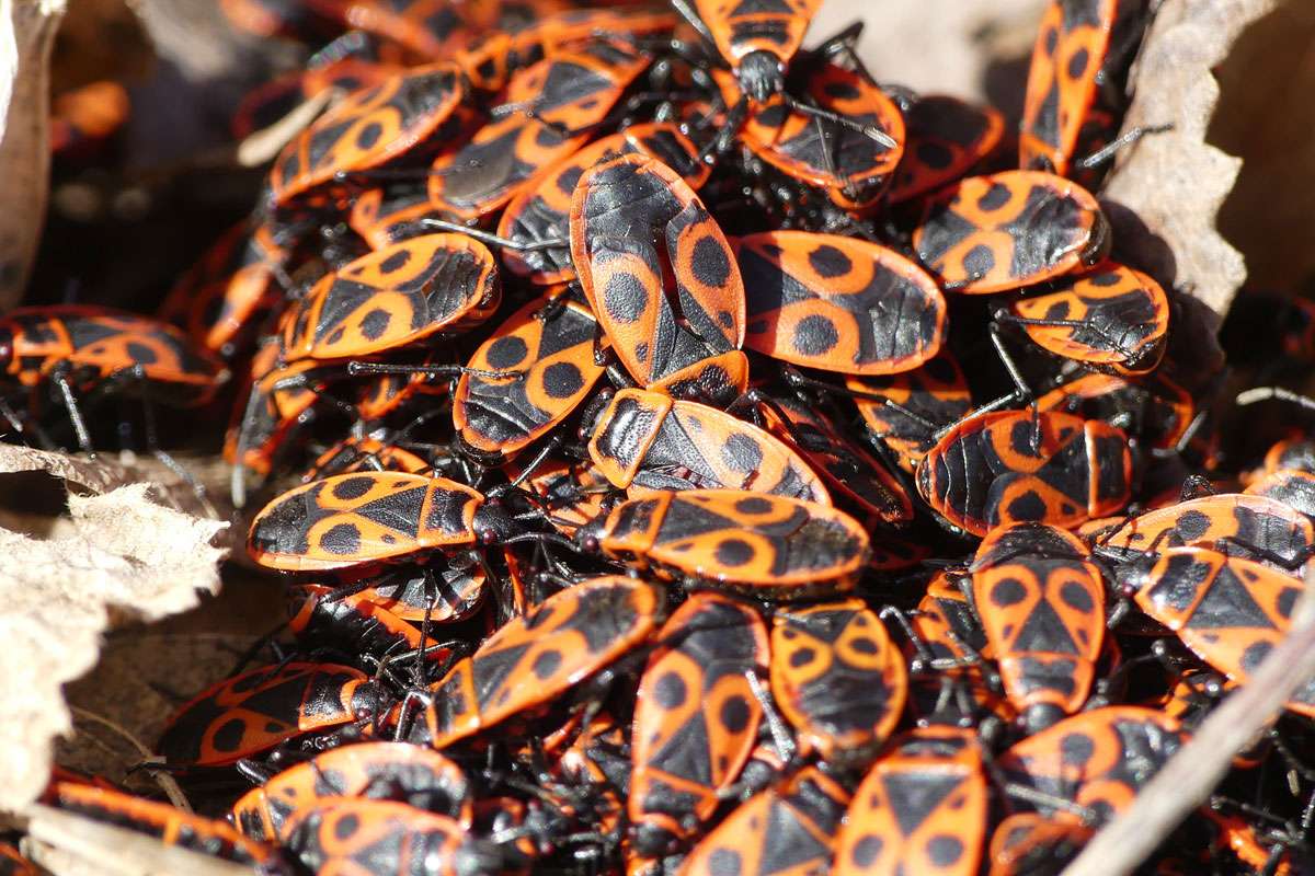 Gemeine Feuerwanzen (Pyrrhocoris apterus) beim 'Gruppenkuscheln', (c) Benjamin Franke/NABU-naturgucker.de
