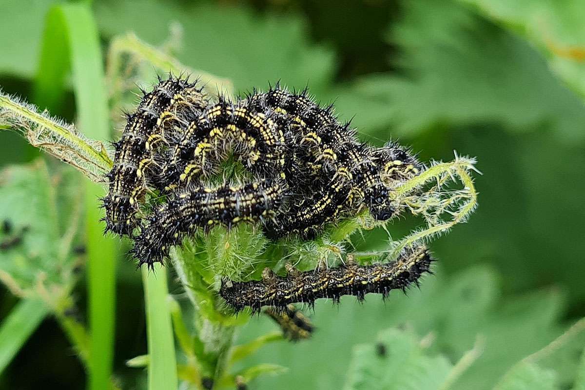 Raupen des Kleinen Fuchses (Aglais urticae), (c) Josef Schmidt/NABU-naturgucker.de